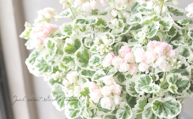 斑入りゼラニウム 『ホワイトウェディング』 | すべての商品 | | Junk