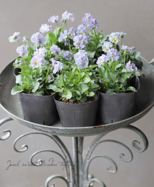 びおら様ご予約品　桂楓園　ブルーパンビオ3苗　マジックアワー　パスフリ　タグ付き びおら様ご予約品 桂楓園 ブルーパンビオ3苗 マジックアワー パスフリ