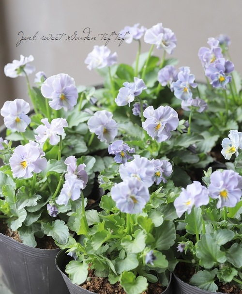 �������व��Υӥ��顡�إѥ��ƥ�ե��١��ڥ֥롼�֥롼��