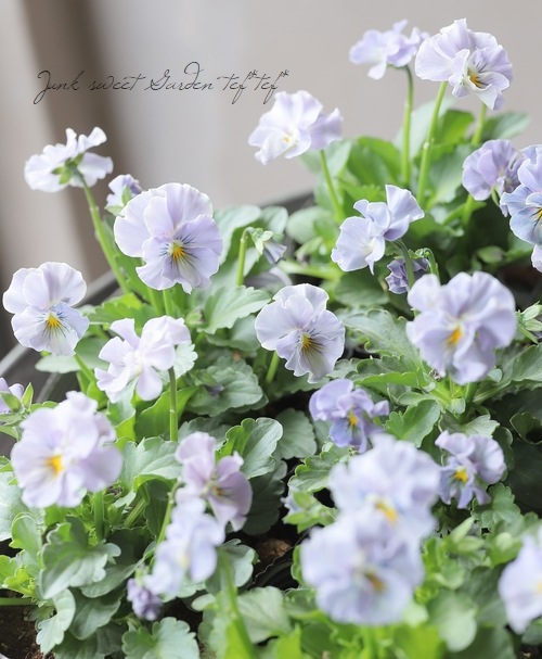 R*U様 桂風園✳︎パンジーフェデネージュ金縁ブルービオラフリルパンジー