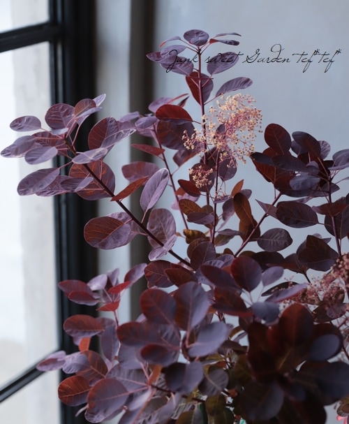 スモークツリー 『ベルベットクローク』 | すべての商品 | | Junk