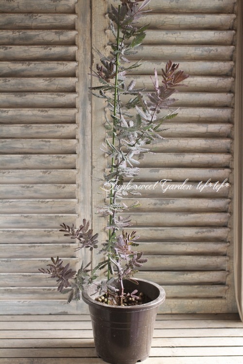 銀葉アカシア 『プルプレア』 | すべての商品 | | Junk sweet Garden