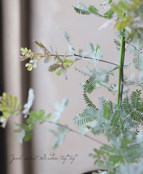 ���ե������� �إץ�ץ쥢��