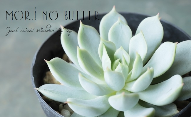 多肉植物】 『静夜の薔薇』 エケベリア属☆ | すべての商品 | | Junk