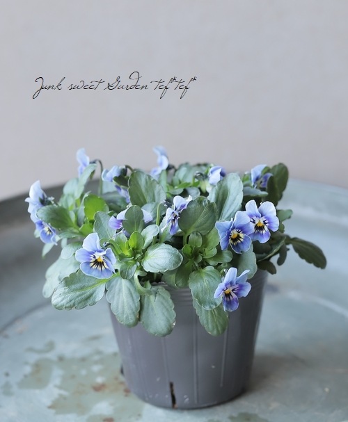 ▽【LUXURY SELECTION】tef*tef*オリジナル ビオラ・グローシリーズ