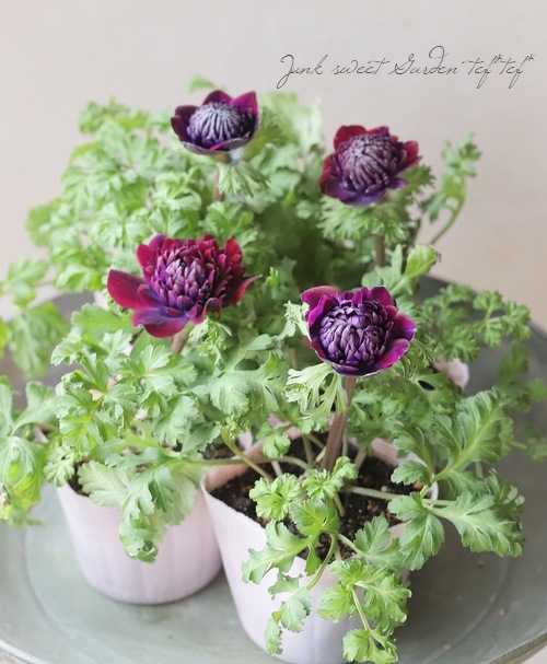 八重咲きアネモネ・ファネモス 『ダブルルージュ』 | すべての商品