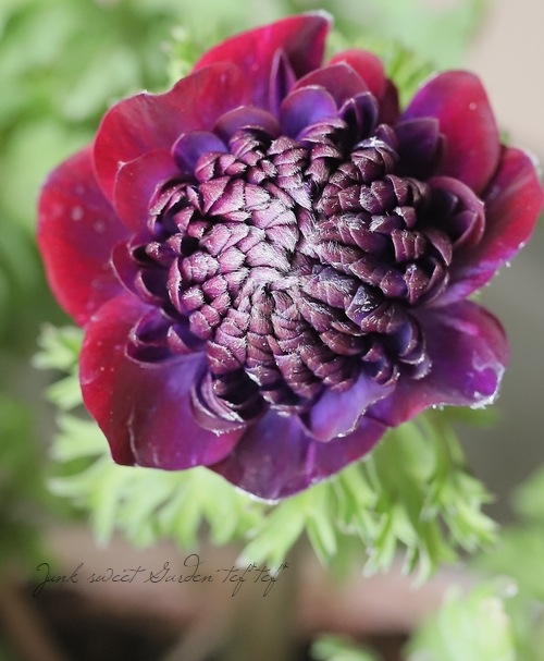 八重咲きアネモネ・ファネモス 『ダブルルージュ』 | すべての商品