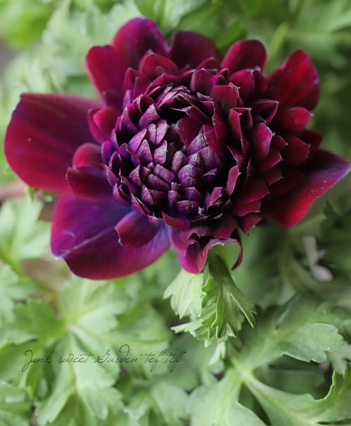 八重咲きアネモネ・ファネモス 『ダブルルージュ』 | すべての商品