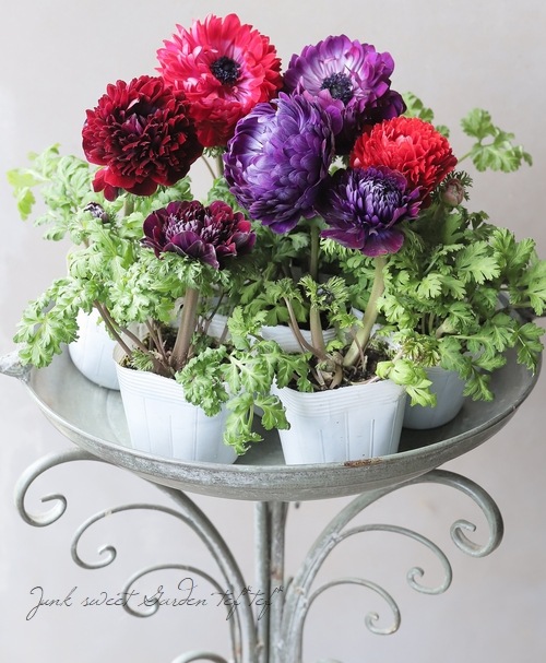 八重咲きアネモネ・ファネモス 『ダブルルージュ』 | すべての商品