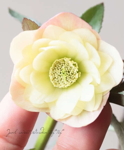 2026【No.28】三浦孝之氏・クリスマスローズ 『アプリコット・アップル