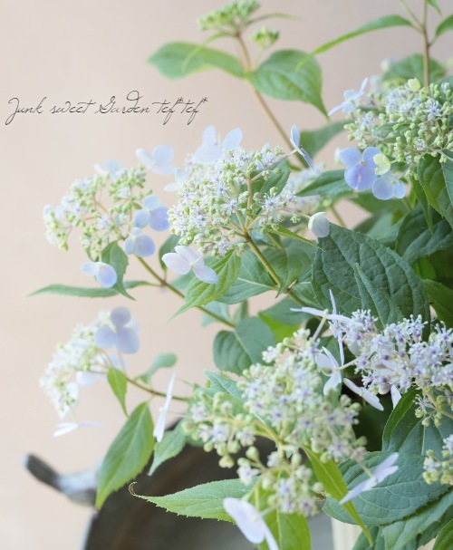 山紫陽花 『瀬戸の月』 | すべての商品 | | Junk sweet Garden tef*tef*