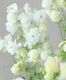 ��LUXURY SELECTION�ۡػ���ʼ�C��tef*tef*���ꥸ�ʥ롪�����ޥ��ں餭�ʤߡ��ָ����20��off��