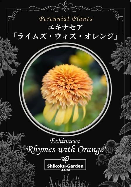 八重咲きエキナセア『ライムウィズオレンジ』 | すべての商品 | | Junk