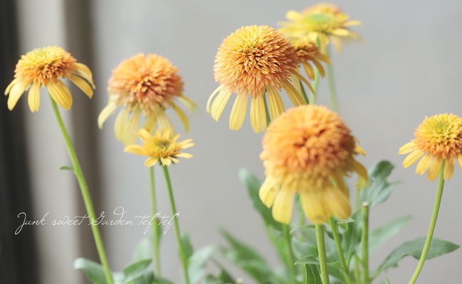 Ȭ�ź餭�����ʥ����إ饤�०��������󥸡�