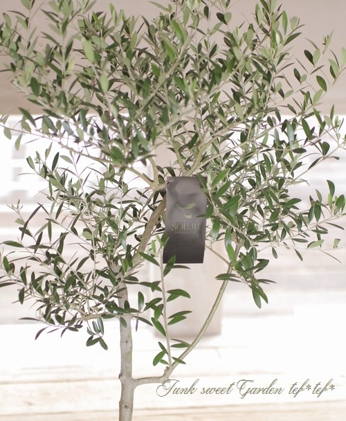 ꡼֡إͥХǥ֥-nevadillo blanco-١ɤɳߺϲsoujuΩơA