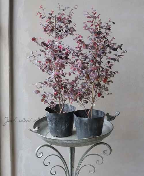 タイムサービス2千円引 トツクリキワタ 観葉植物 盆栽向け❗️ タイム