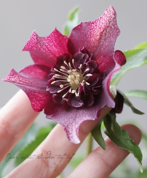 クリスマスローズ 静岡県・杉光園芸 杉山交配 『セミダブル・パープル