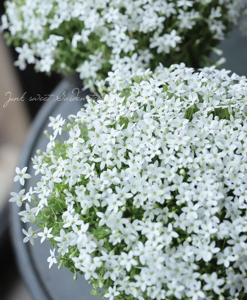 ץƥڥɥ󥯥顼إۥ磻ȡ