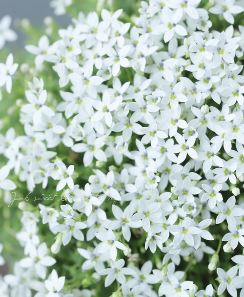 ץƥڥɥ󥯥顼إۥ磻ȡ