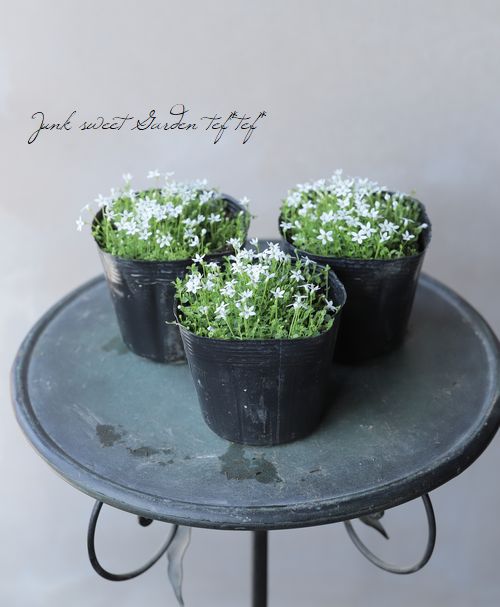 ץƥڥɥ󥯥顼إۥ磻ȡ