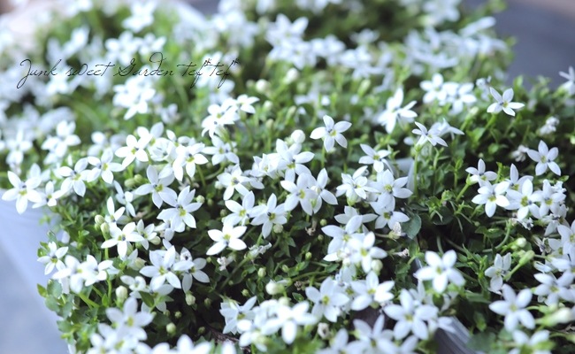 ץƥڥɥ󥯥顼إۥ磻ȡ