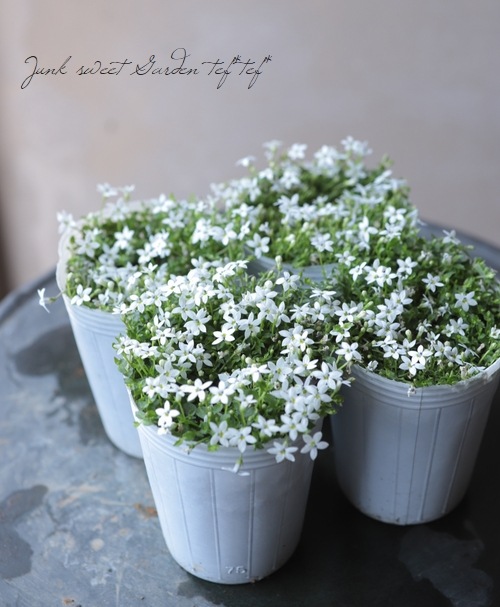 ץƥڥɥ󥯥顼إۥ磻ȡ