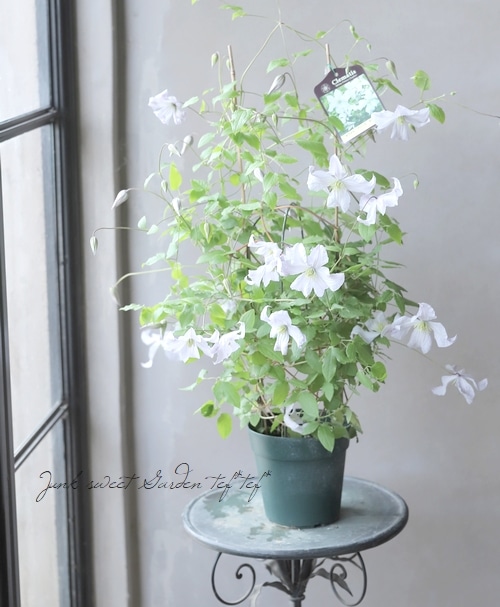 フォレスタ 16冊 バラ売り⭕️まとめ売り⭕️ クレマチス・ナーセリー 及川フラグリーン Clematis Nursery Oikawa