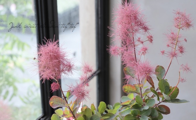 スモークツリー　ルビーファー　鉢植え スモークツリー：ルビーファー6号鉢植え の通販 | 園芸ネット