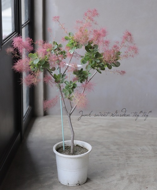 【ふわふわ揺れる花穂にうっとり】スモークツリー ルビーファー 110cm 花後価格・剪定済】 スモークツリー 『ルビーファー』 【183
