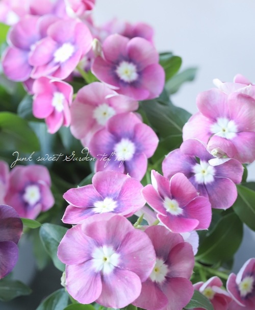 �������ݥ��ꥸ�ʥ�� �˥��˥��������إݥ륫�ɥåȡ��ԥ󥯡�