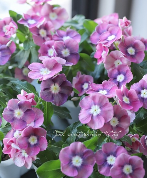 �������ݥ��ꥸ�ʥ�� �˥��˥��������إݥ륫�ɥåȡ��ԥ󥯡�