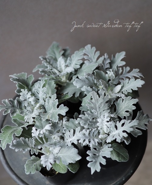 �����ƥ��ߥ顼�����������������إ���Х顼�ɡ� �إ���С������ȡ�  �ڳ�ʬ������롪��