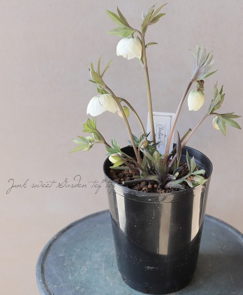 大和園】 クリスマスローズ 『ホワイトセミダブル』 【No.9】 | すべて