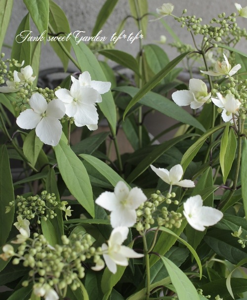 台湾トキワアジサイ カラコンテリギ | すべての商品 | | Junk sweet