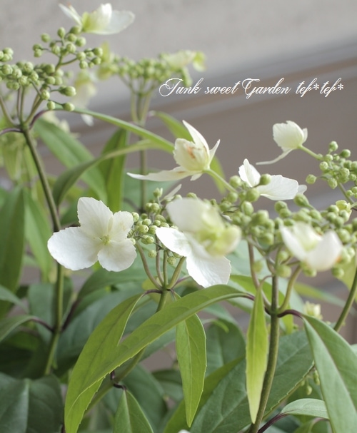 台湾トキワアジサイ カラコンテリギ | すべての商品 | | Junk sweet