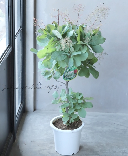 スモークツリー 『オールドファッション』 【17】2022 | すべての商品