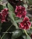 tef*tef*�󤻿��� 2017 * no.24 *���˥��˥������إΥ֥쥹�١إ�ʥꥶ��