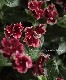 tef*tef*�󤻿��� 2017 * no.24 *���˥��˥������إΥ֥쥹�١إ�ʥꥶ��