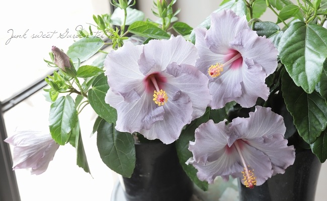 ハイビスカス・ニューロングライフシリーズ 『ケイト』 | すべての商品