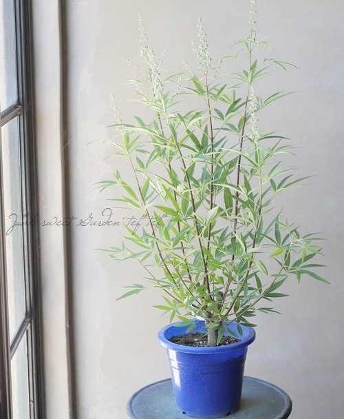 ���Υ˥󥸥�ܥ����إ֥롼�١�