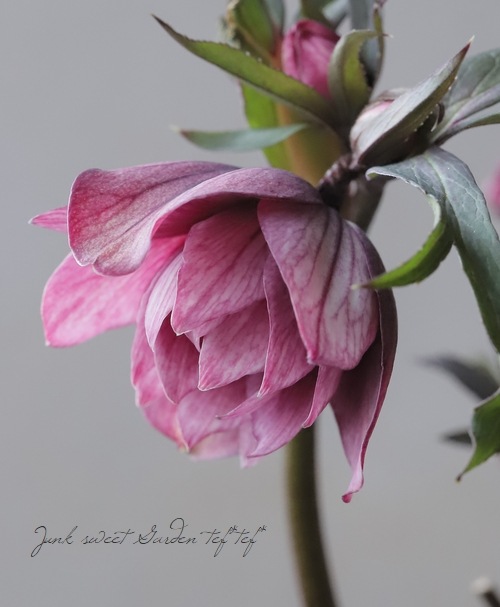 ローズ様 大和園】 クリスマスローズ 『ダブルアンティークピンク』 【No.10