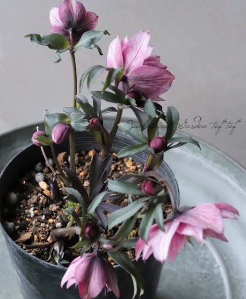 大和園】 クリスマスローズ 『ダブルアンティークピンク』 【No.10