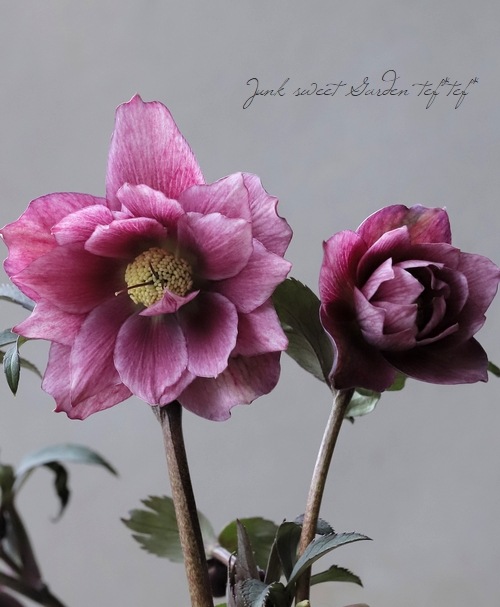 607★ダブル レッドピンク リバーシブル 縁抜け★クリスマスローズ 開花株 クレオパトラ交配 クリスマスローズ ダブル アップルピンク 苗 1ポット - メルカリ