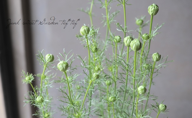 �ڹ�߷���������� �˥��顡�إ��եꥫ��֥饤�ɡ١�