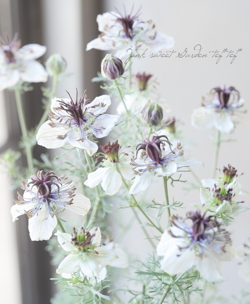 �ڹ�߷���������� �˥��顡�إ��եꥫ��֥饤�ɡ١�