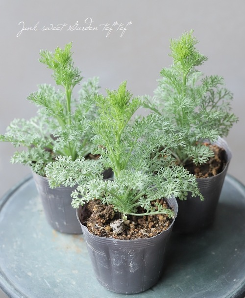 �ڹ�߷���������� �˥��顡�إ��եꥫ��֥饤�ɡ١�