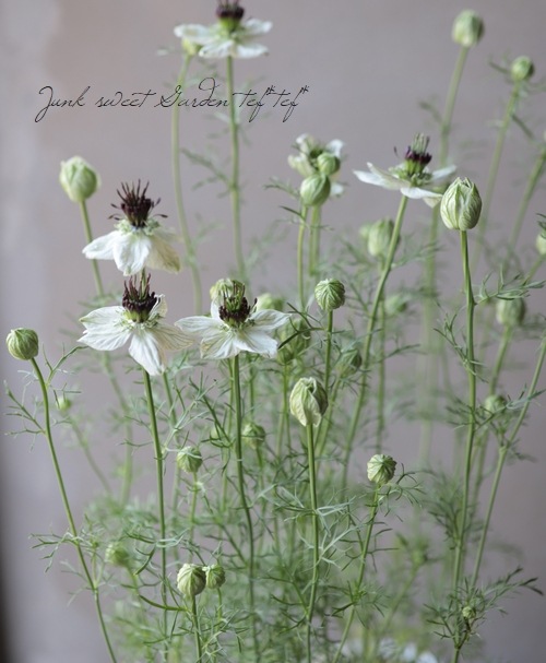 �ڹ�߷���������� �˥��顡�إ��եꥫ��֥饤�ɡ١�