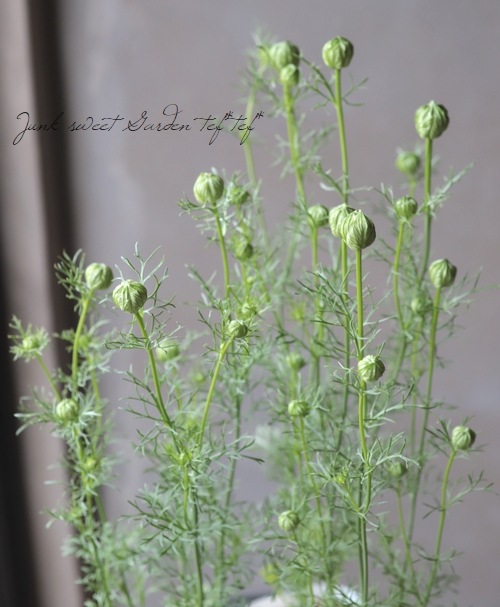 �ڹ�߷���������� �˥��顡�إ��եꥫ��֥饤�ɡ١�