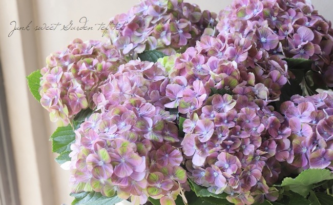 油彩画 花 ピンク ダークグリーン 紫陽花 『スプリンググリーン』 咲き始めから秋色！ パープル