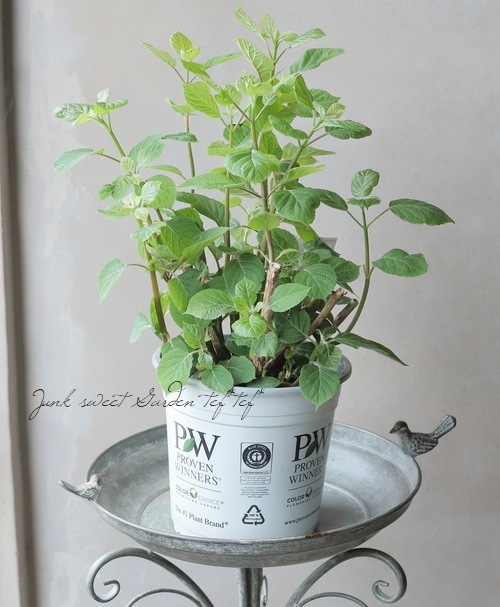 紫陽花アナベル 『ピンクアナベル2』 NCHA2 【植え込み用苗